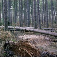 Update on the storm damage from Sherwood Pines - Second Image